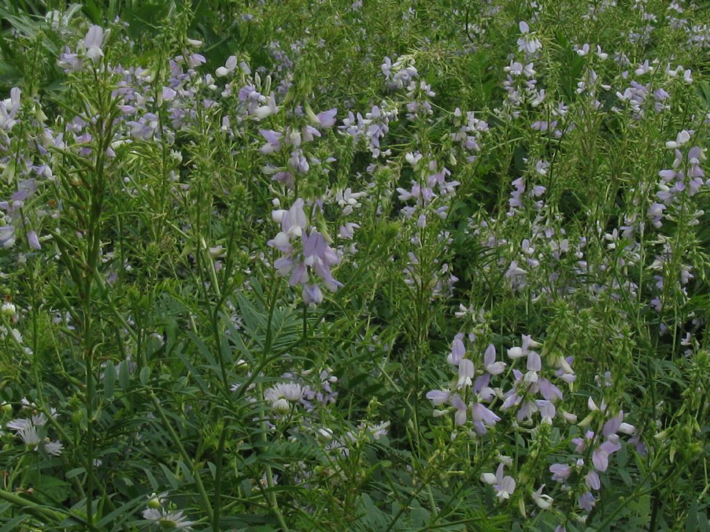 Galega officinalis / Capraggine
