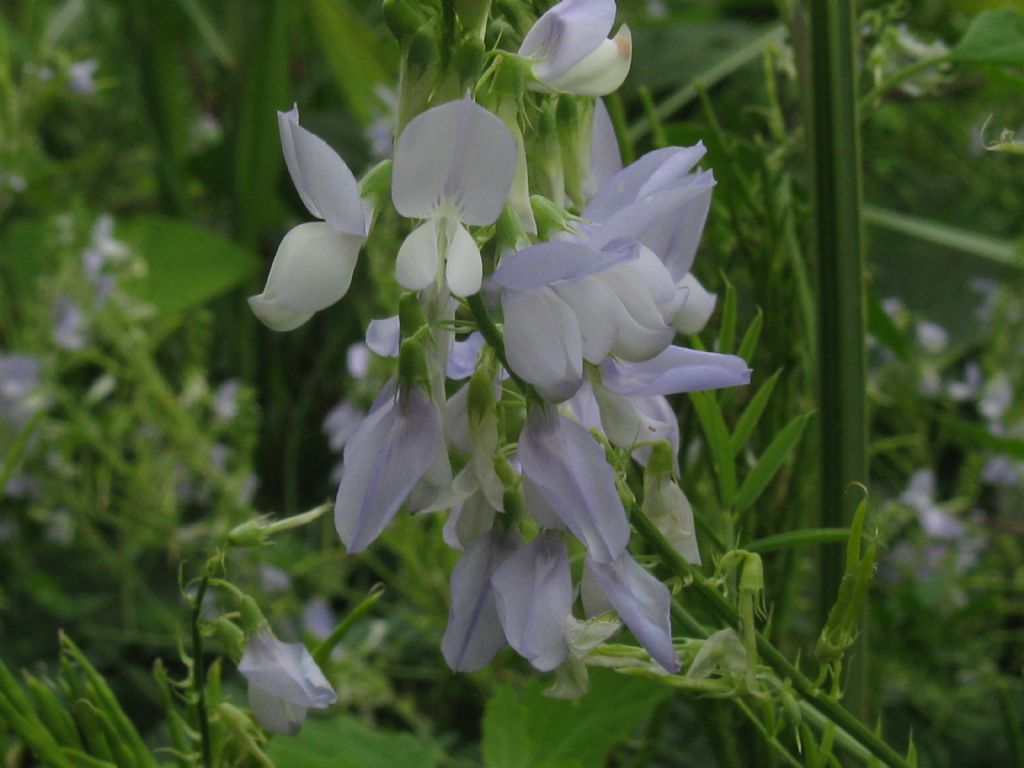 Galega officinalis / Capraggine