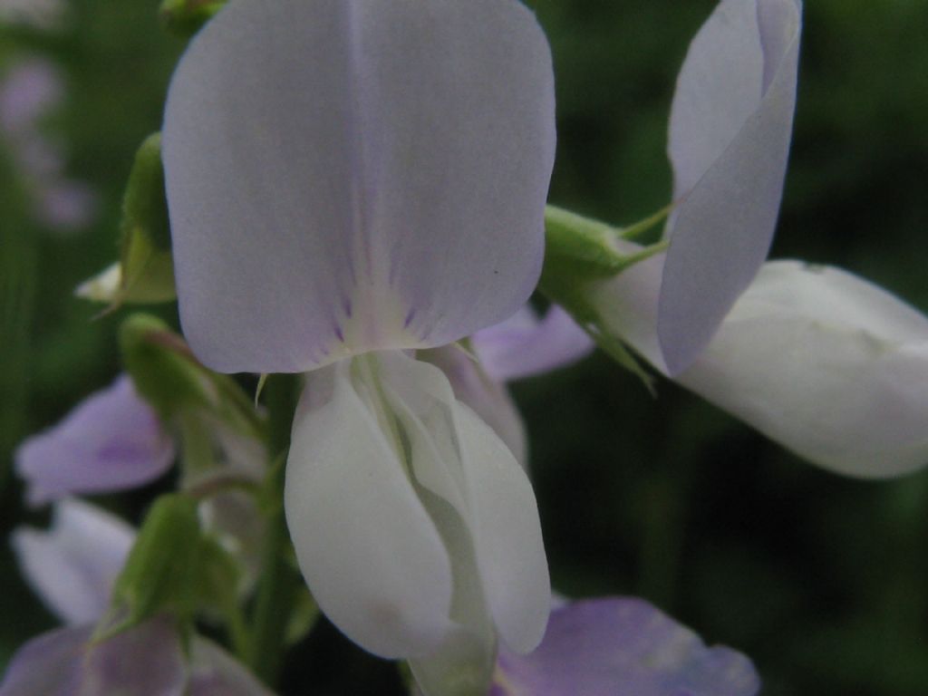 Galega officinalis / Capraggine