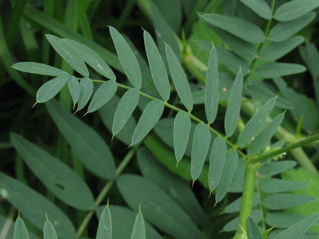 Galega officinalis / Capraggine