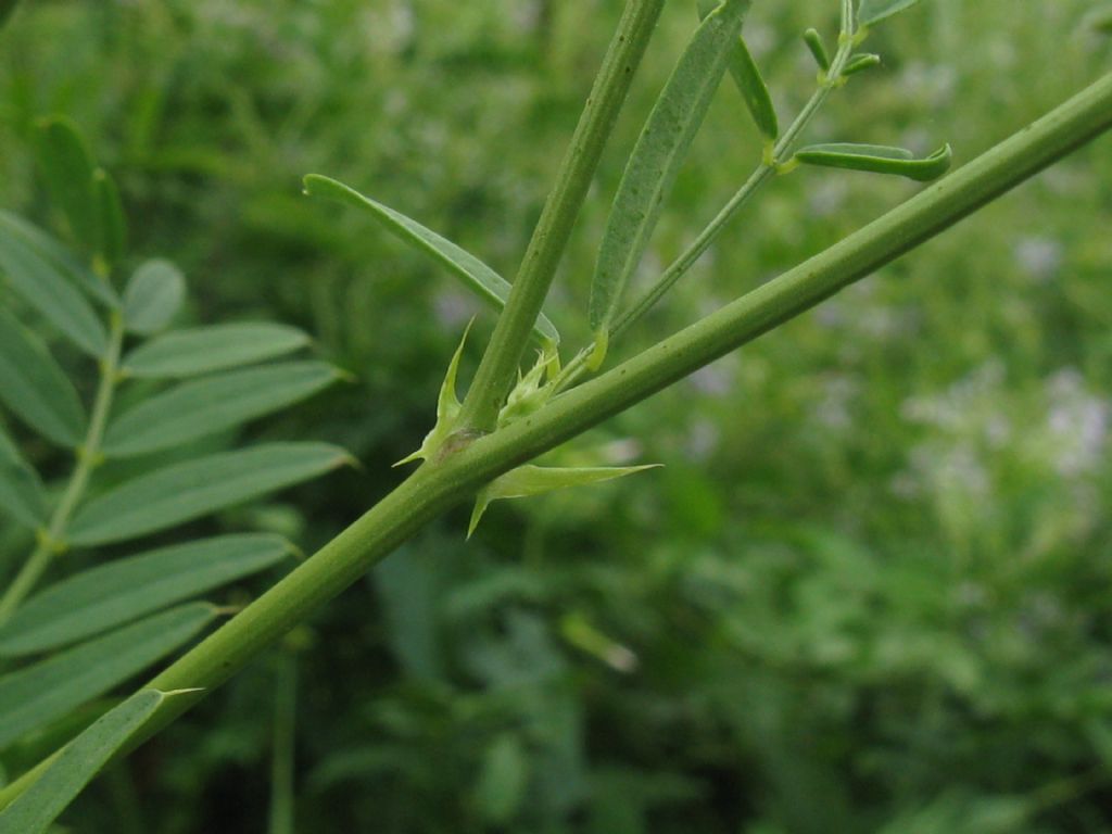 Galega officinalis / Capraggine