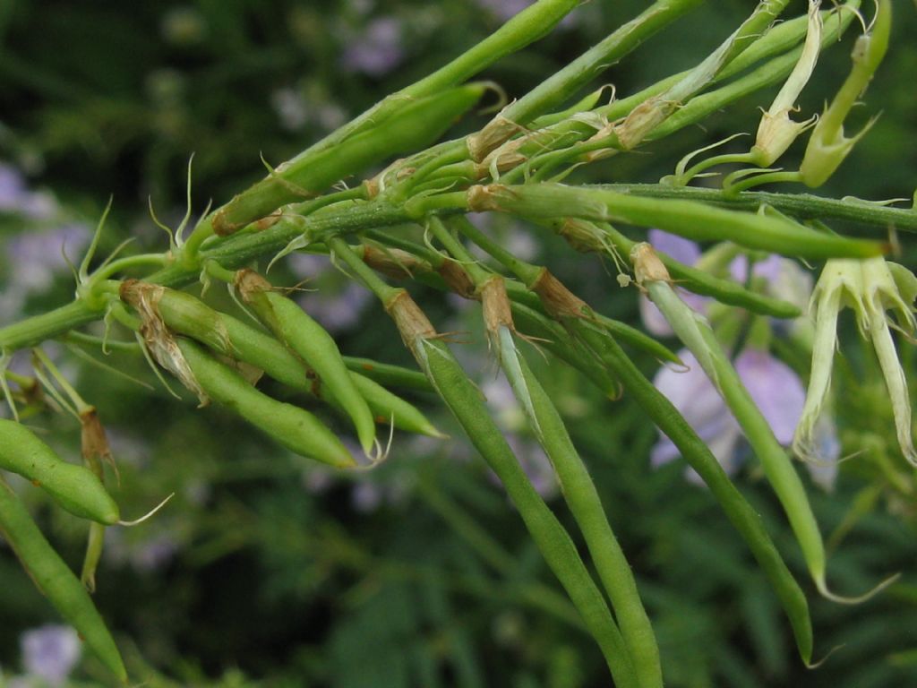 Galega officinalis / Capraggine