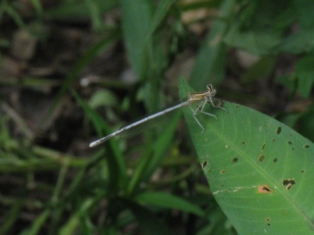 Plactynemis pennipes femmina? 3