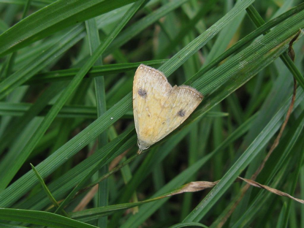 Rivula sericealis (Erebidae) ?  S !