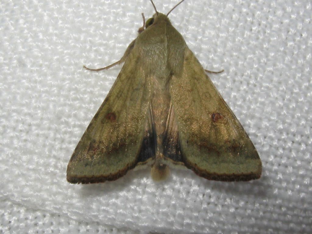Agrochola circellaris femmina? No, Helicoverpa armigera - Noctuidae