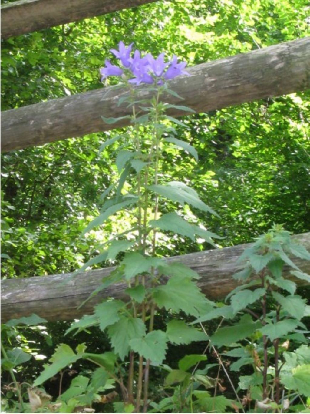 Campanula trachelium / Campanula selvatica