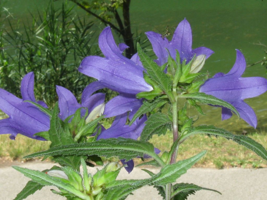 Campanula trachelium / Campanula selvatica