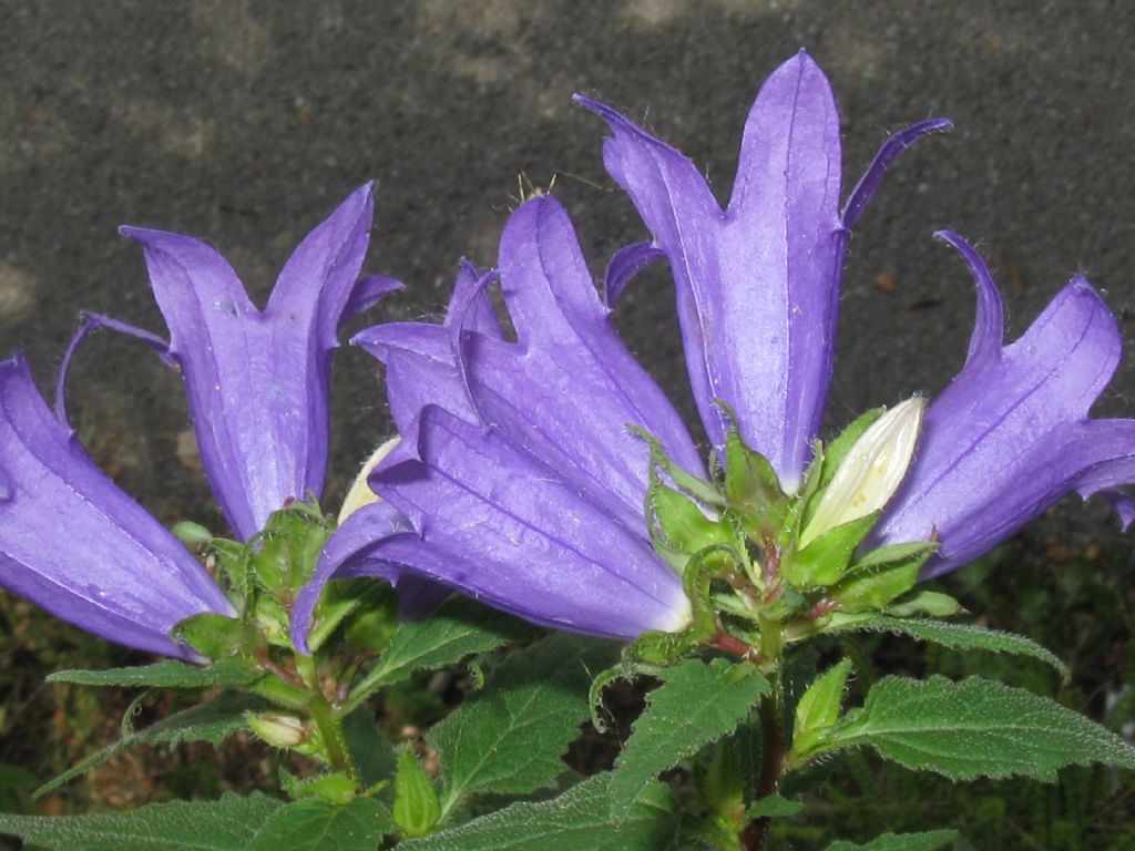 Campanula trachelium / Campanula selvatica