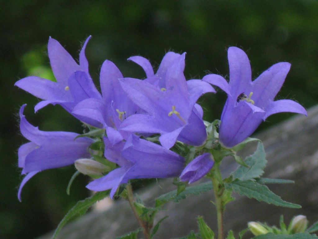 Campanula trachelium / Campanula selvatica