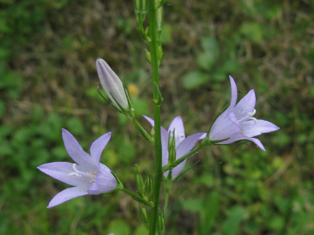 Campanula rapunculus