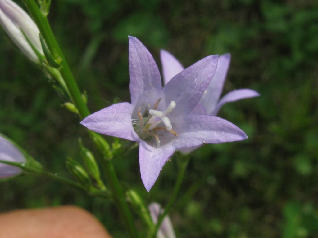 Campanula rapunculus
