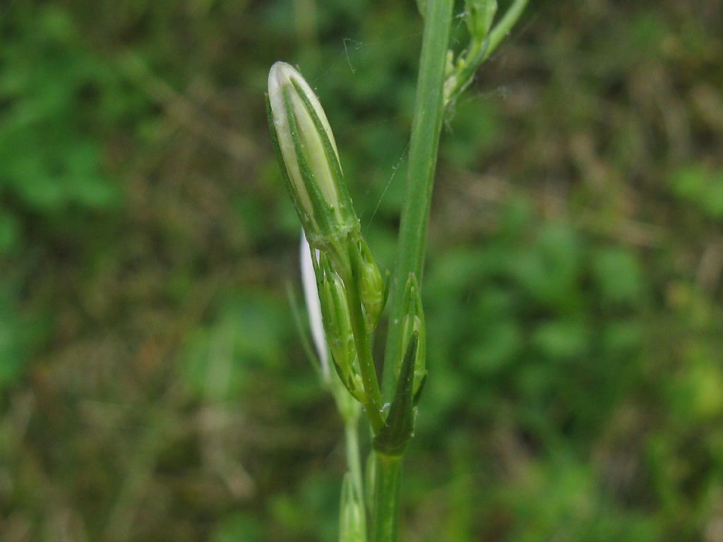 Campanula rapunculus