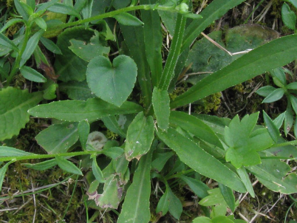 Campanula rapunculus