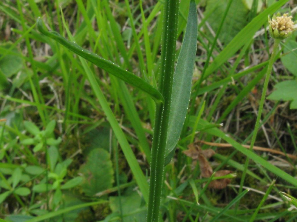 Campanula rapunculus