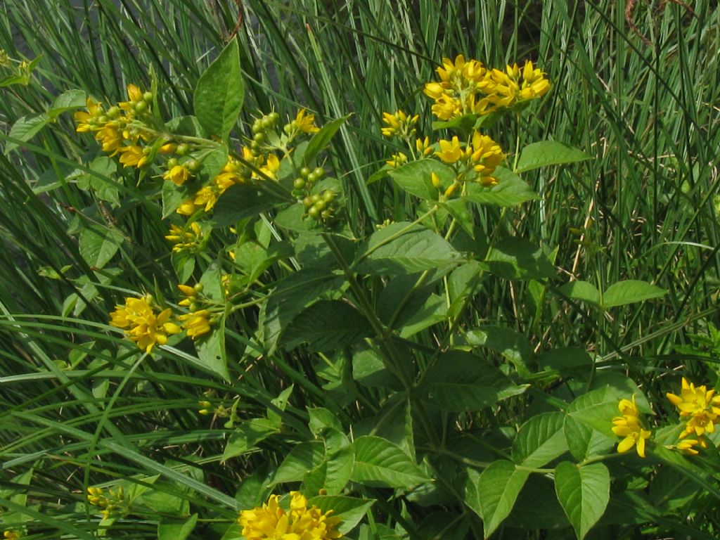 Lysimachia vulgaris / Mazza d''oro comune