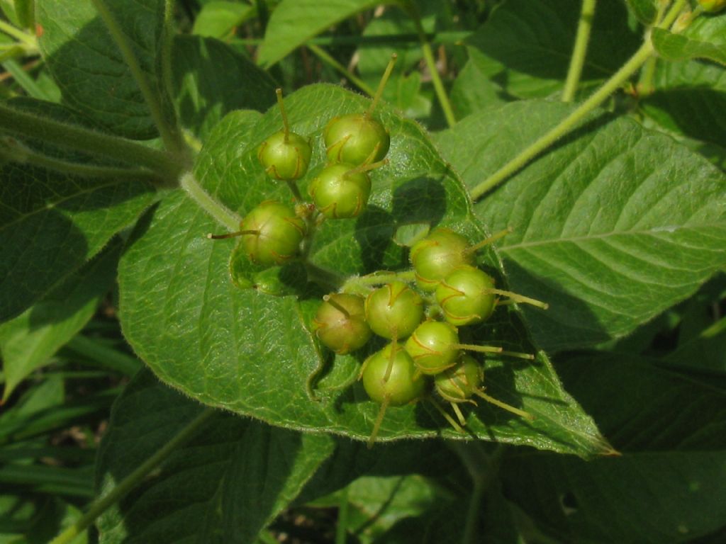 Lysimachia vulgaris / Mazza d''oro comune