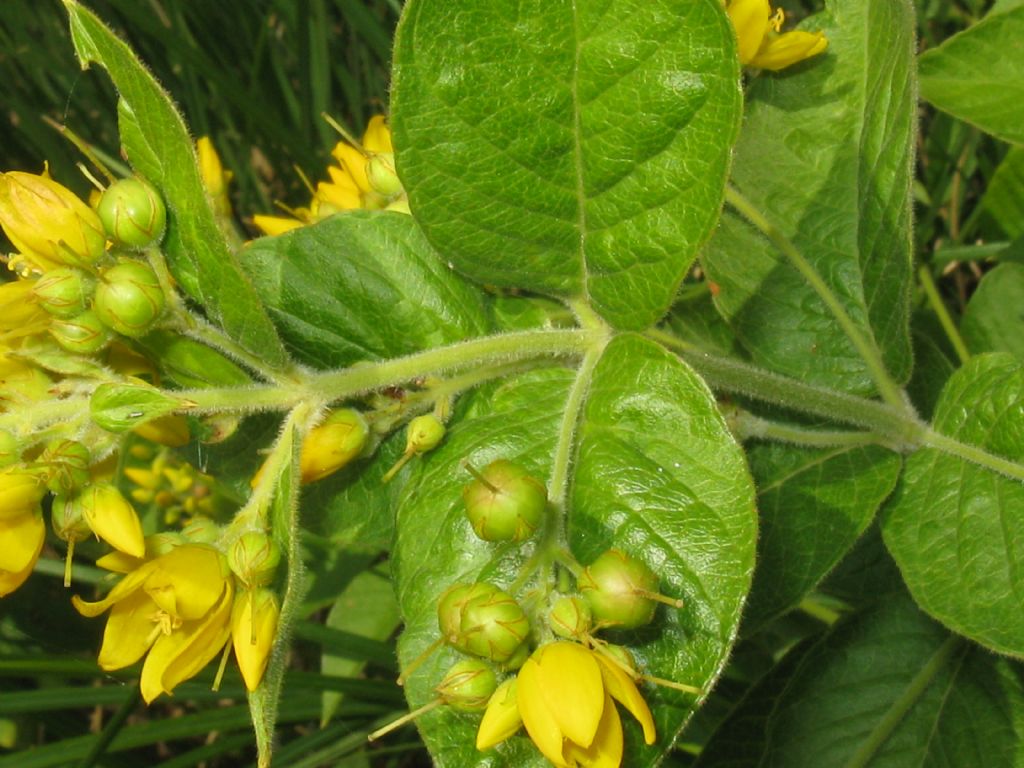 Lysimachia vulgaris / Mazza d''oro comune