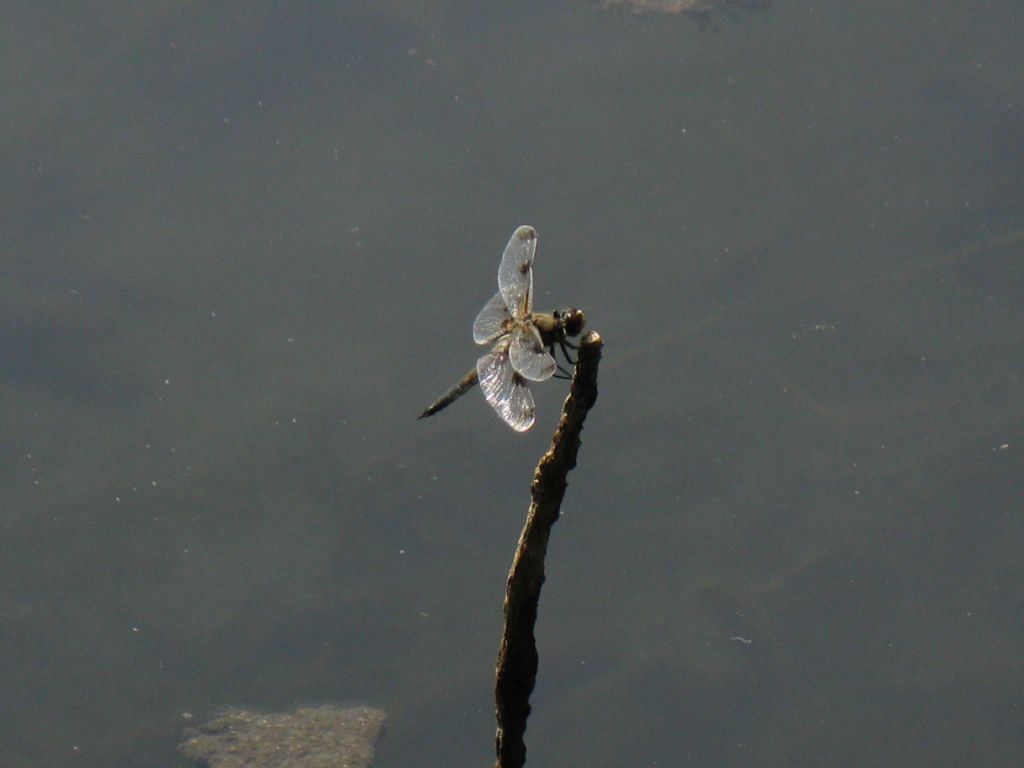 Quale Libellula? Libellula quadrimaculata