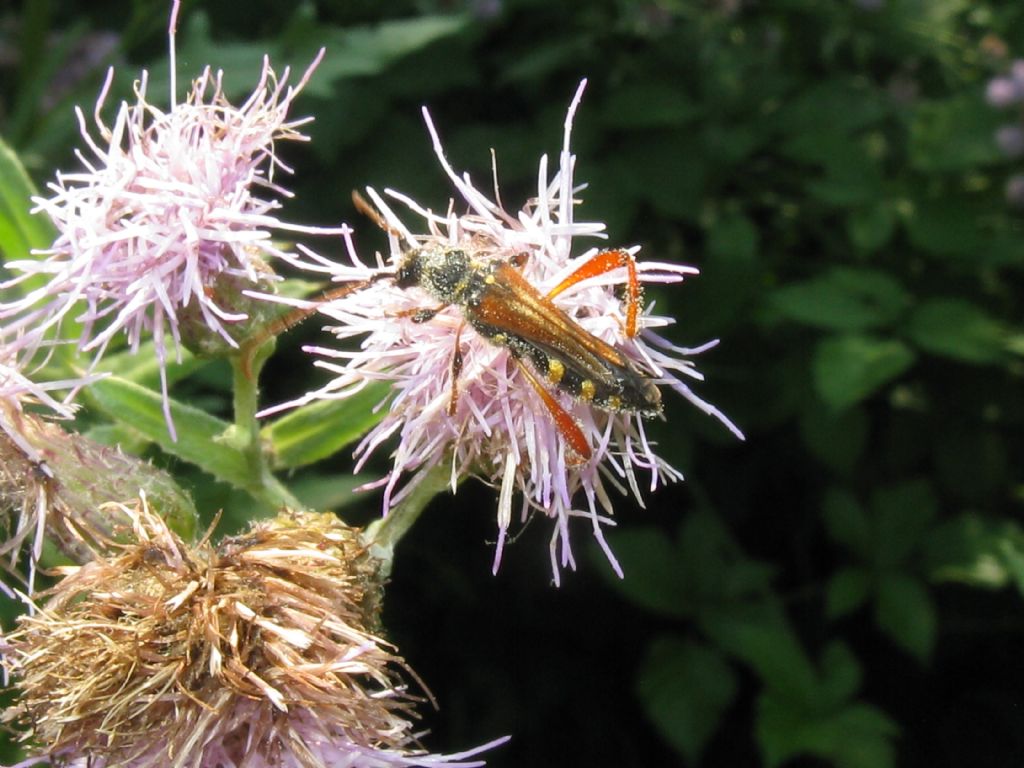 Cerambycidae: Stenopterus rufus, femmina