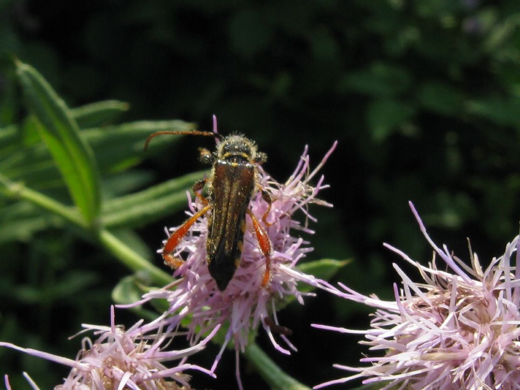 Cerambycidae: Stenopterus rufus, femmina