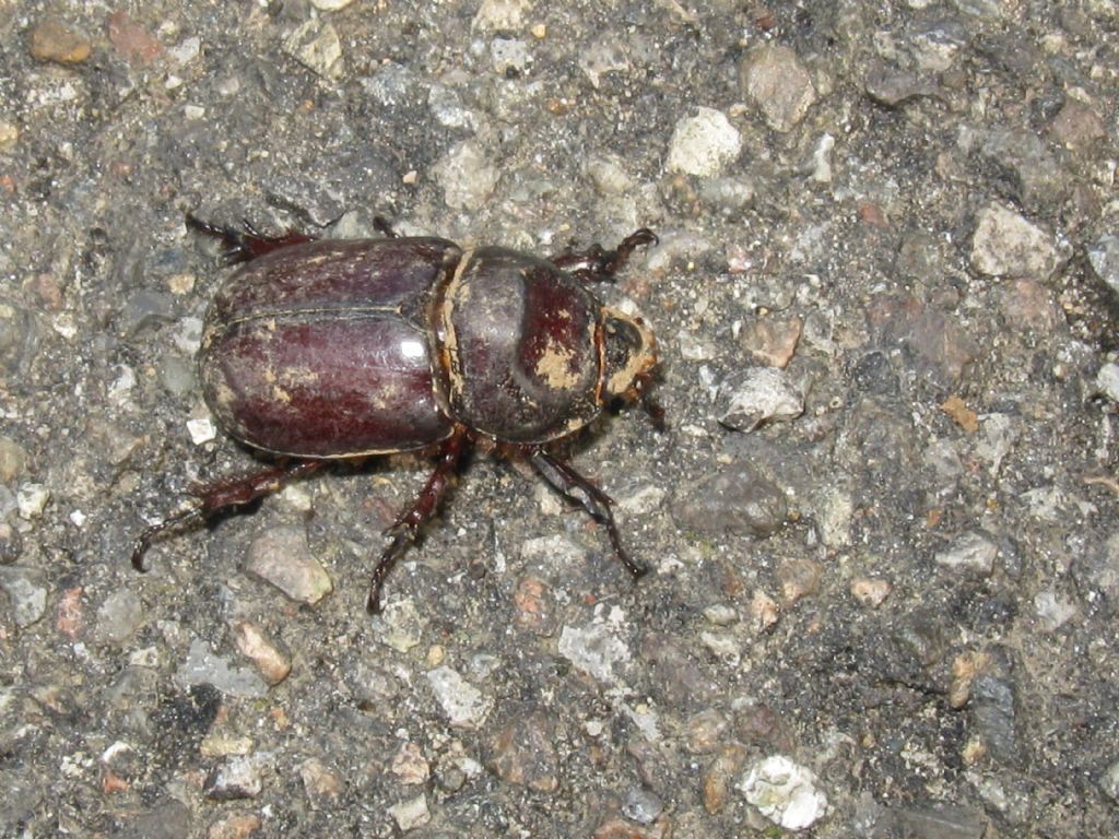 Dynastidae? S, maschio 