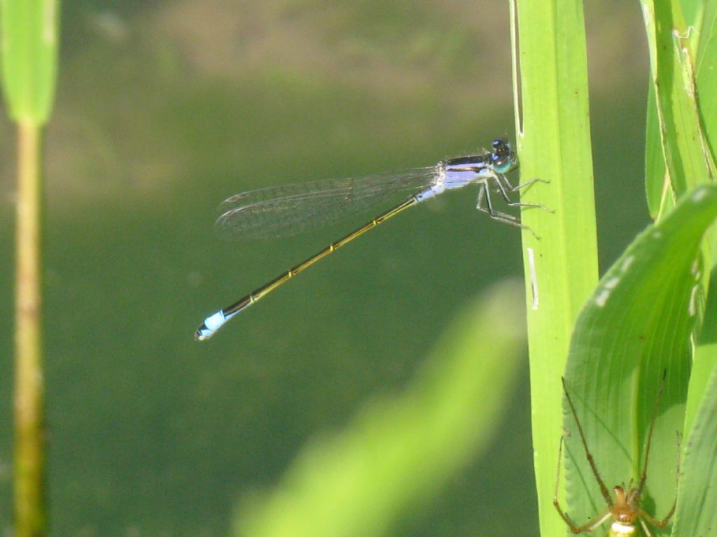 Ischnura elegans femmina immatura forma violacea