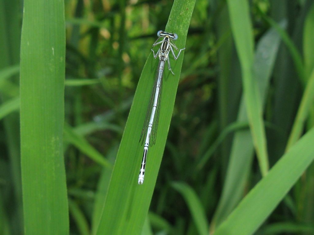 Platycnemis pennipes maschio giovane