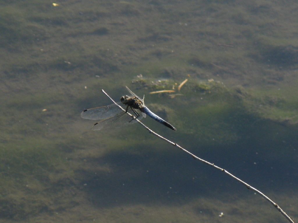 Orthetrum cancellatum M?  S !