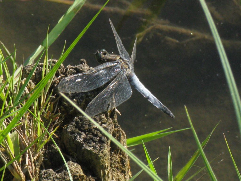 Orthetrum cancellatum M?  S !