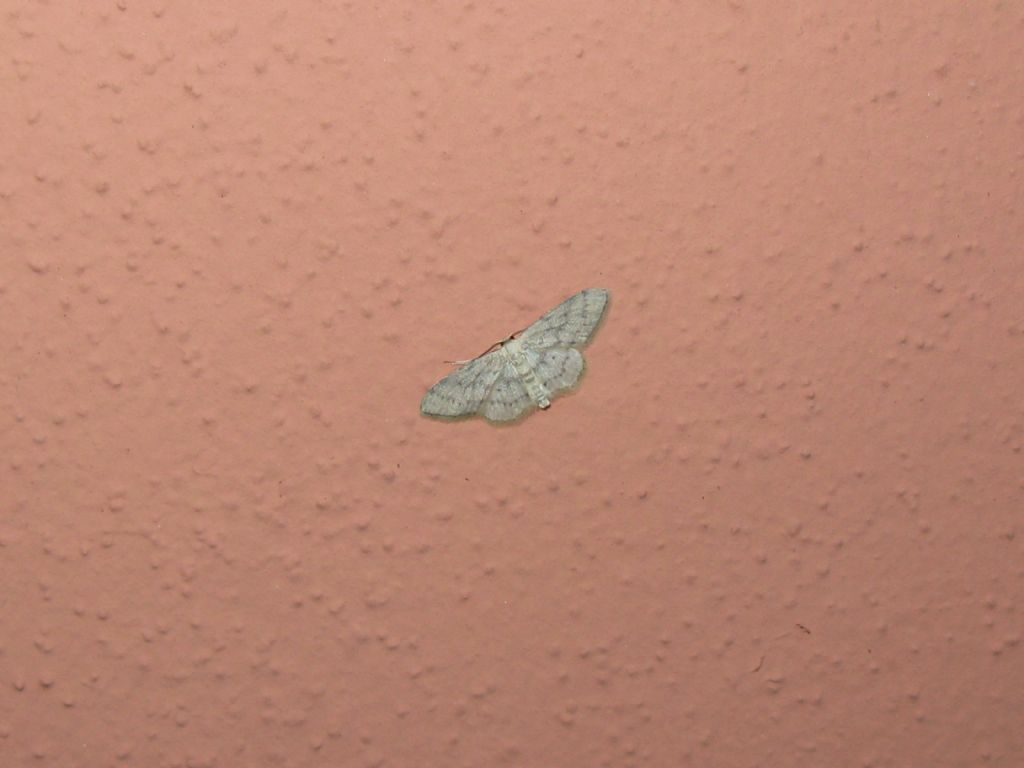 Idaea seriata?...  Sì...