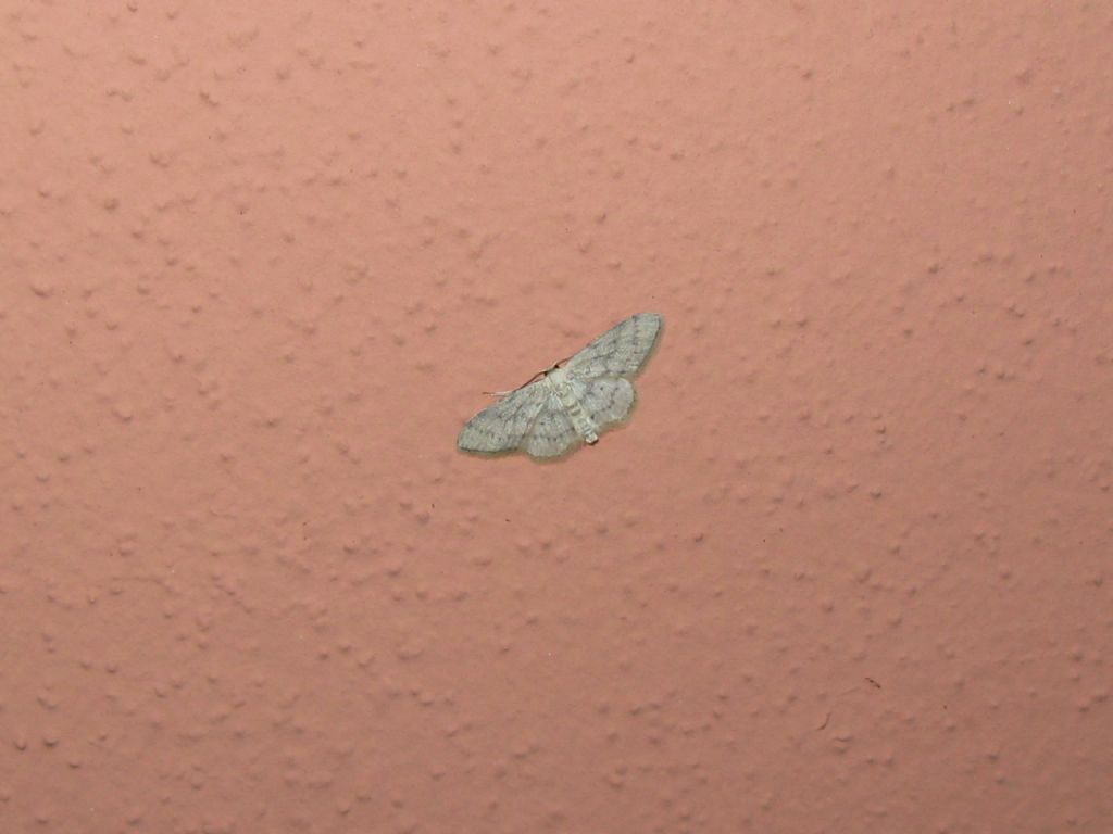 Idaea seriata?...  S...