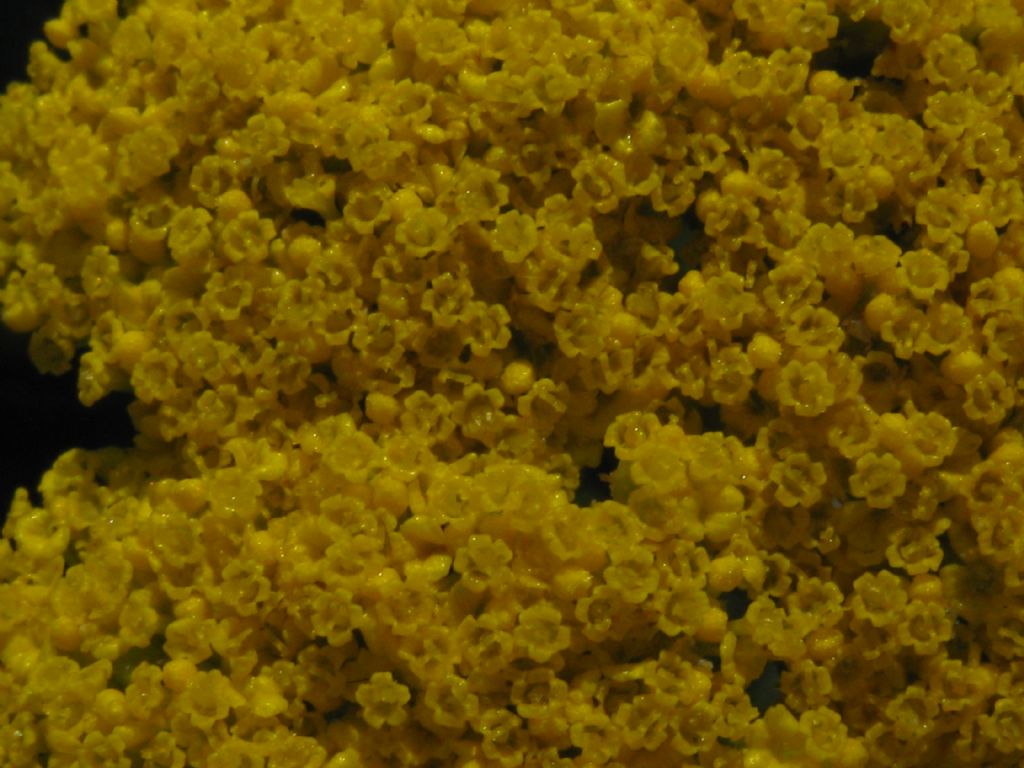 Achillea filipendulina / Millefoglio a foglie di Filipendula