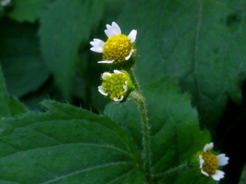 Galinsoga quadriradiata  o parviflora?   G. quadriradiata