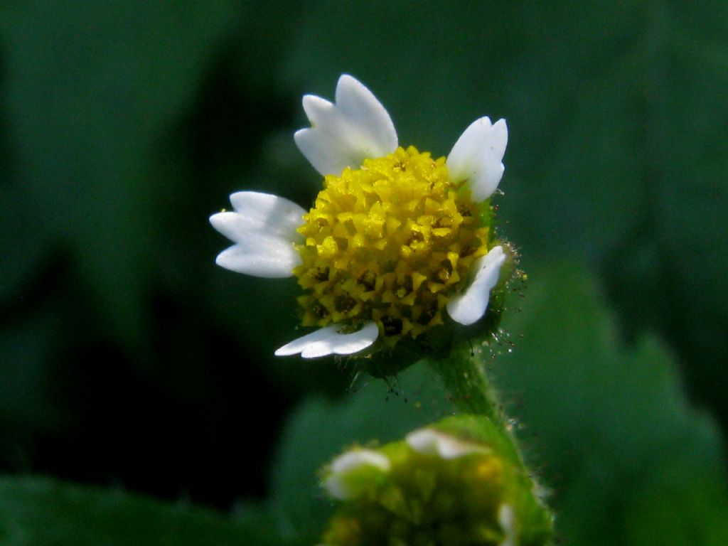 Galinsoga quadriradiata  o parviflora?   G. quadriradiata