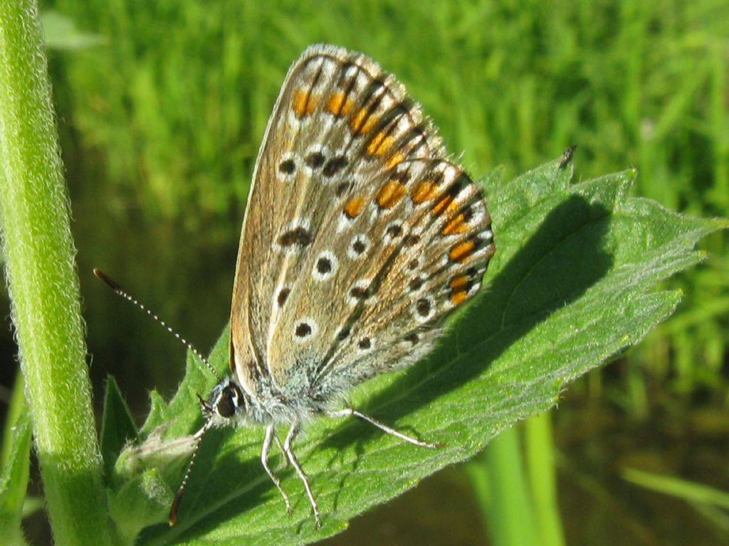 Polyommatus icarus femmina?  S !