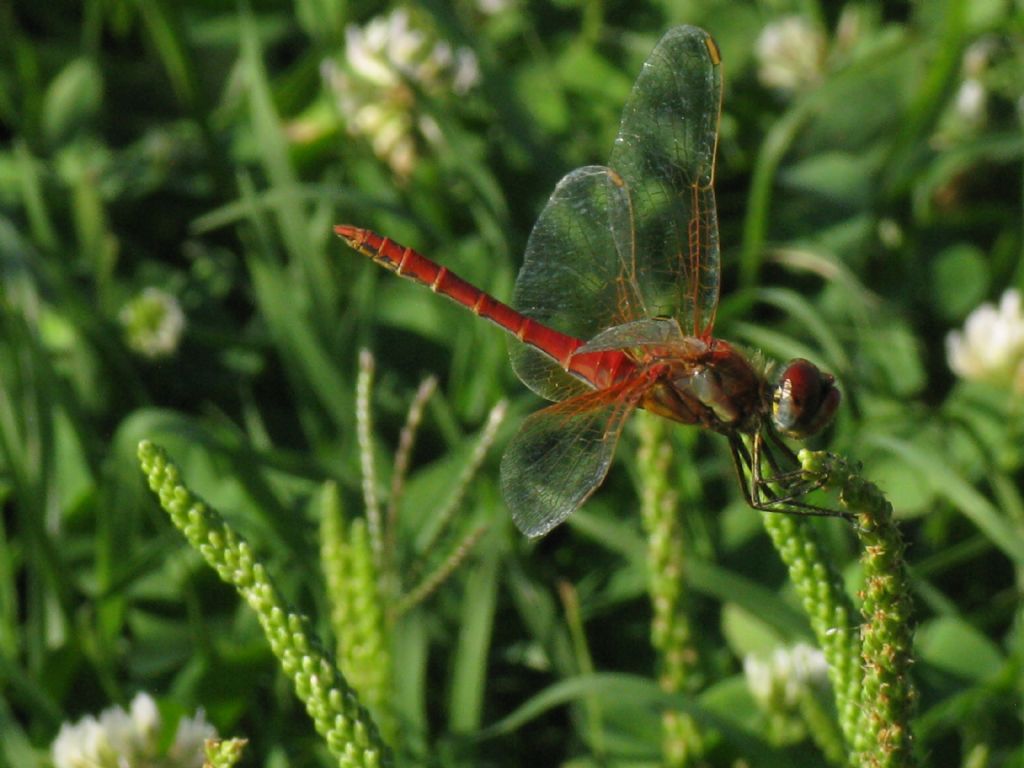 Sympetrum fonscolombii