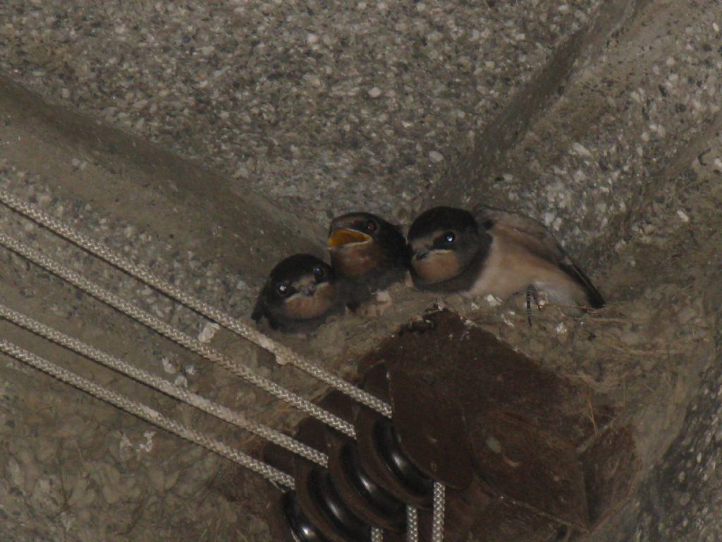 Hirundo rustica?