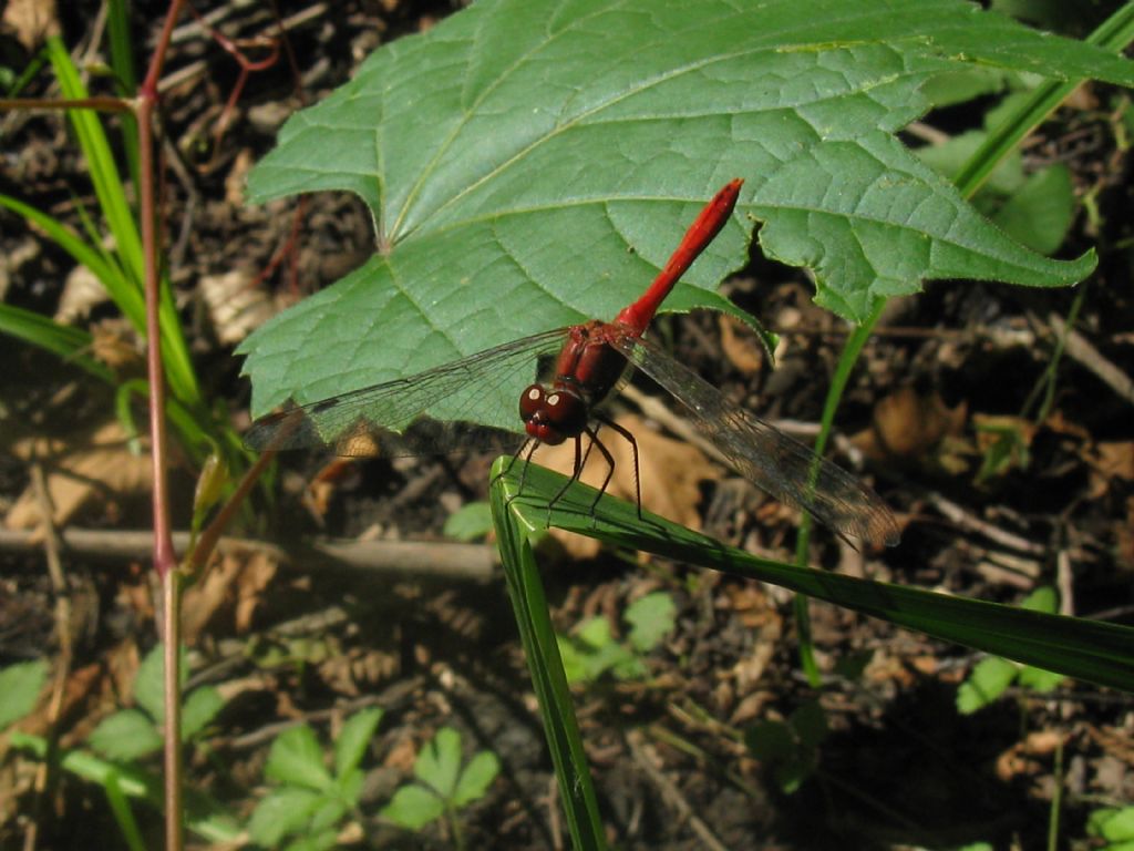 Sympetrum sanguineum maschio