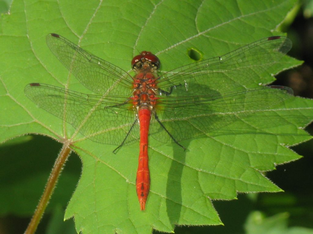 Sympetrum sanguineum maschio