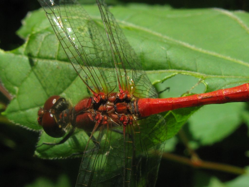 Sympetrum sanguineum maschio