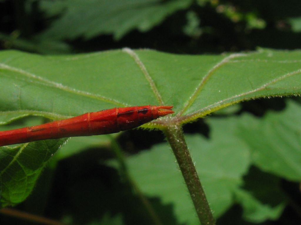 Sympetrum sanguineum maschio