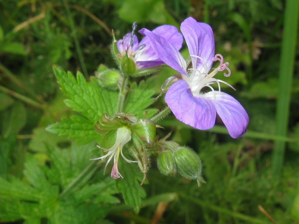 Geranium sylvaticum / Geranio silvano