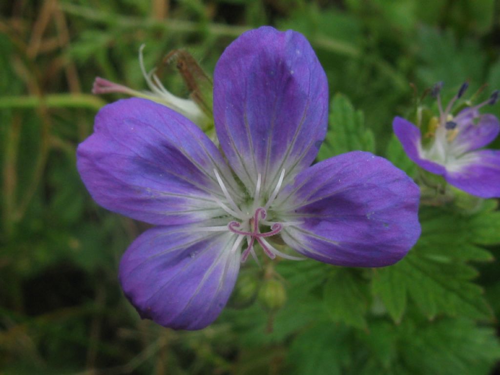 Geranium sylvaticum / Geranio silvano