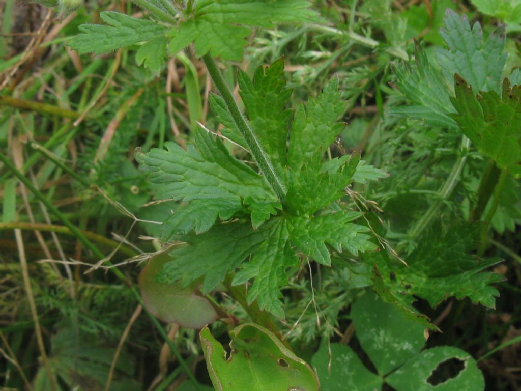 Geranium sylvaticum / Geranio silvano