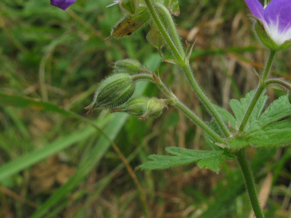 Geranium sylvaticum / Geranio silvano