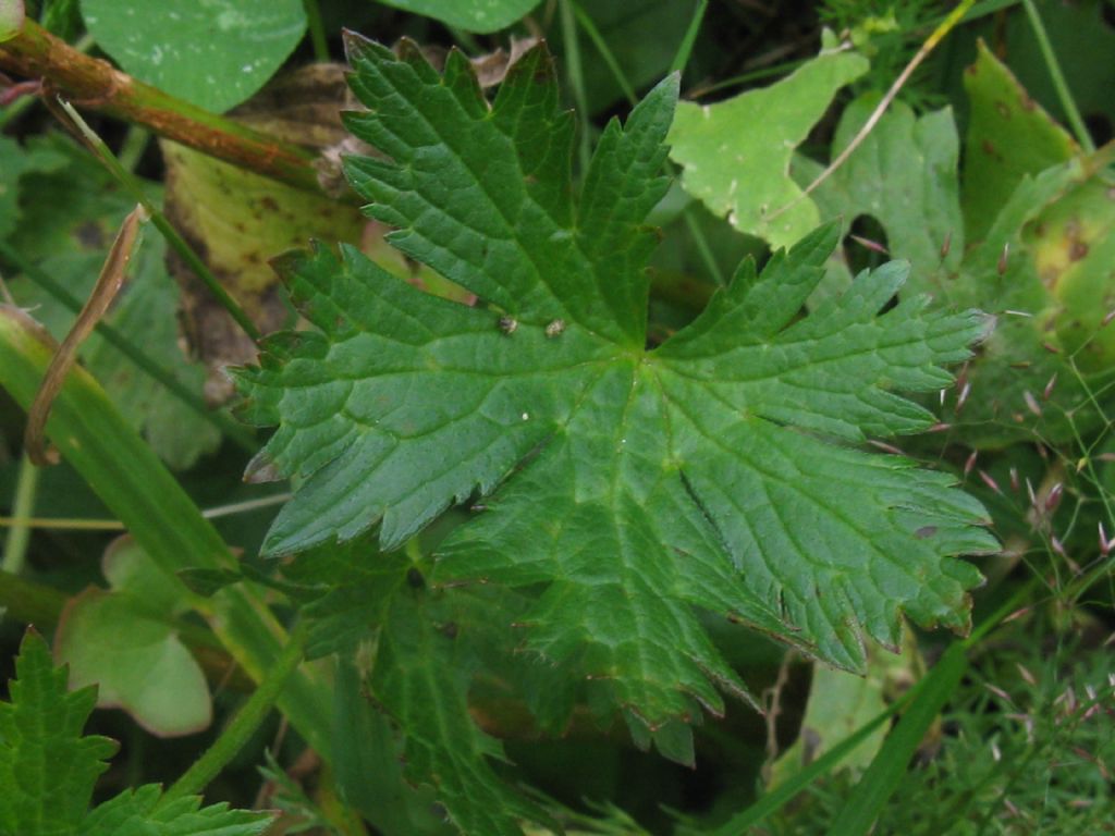 Geranium sylvaticum / Geranio silvano