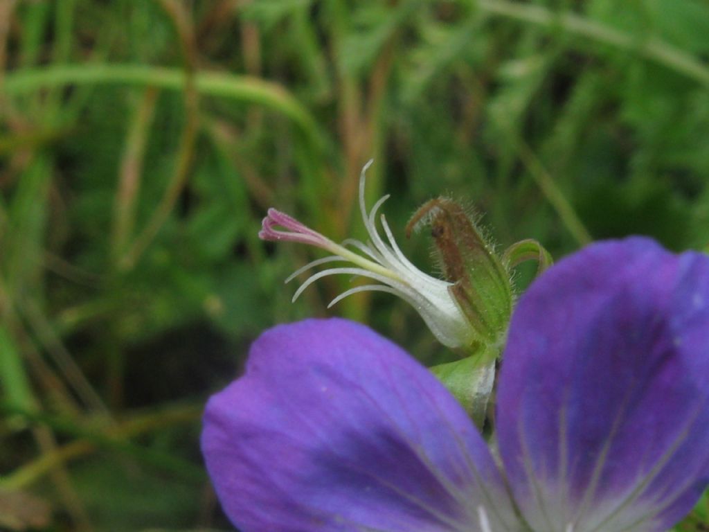 Geranium sylvaticum / Geranio silvano