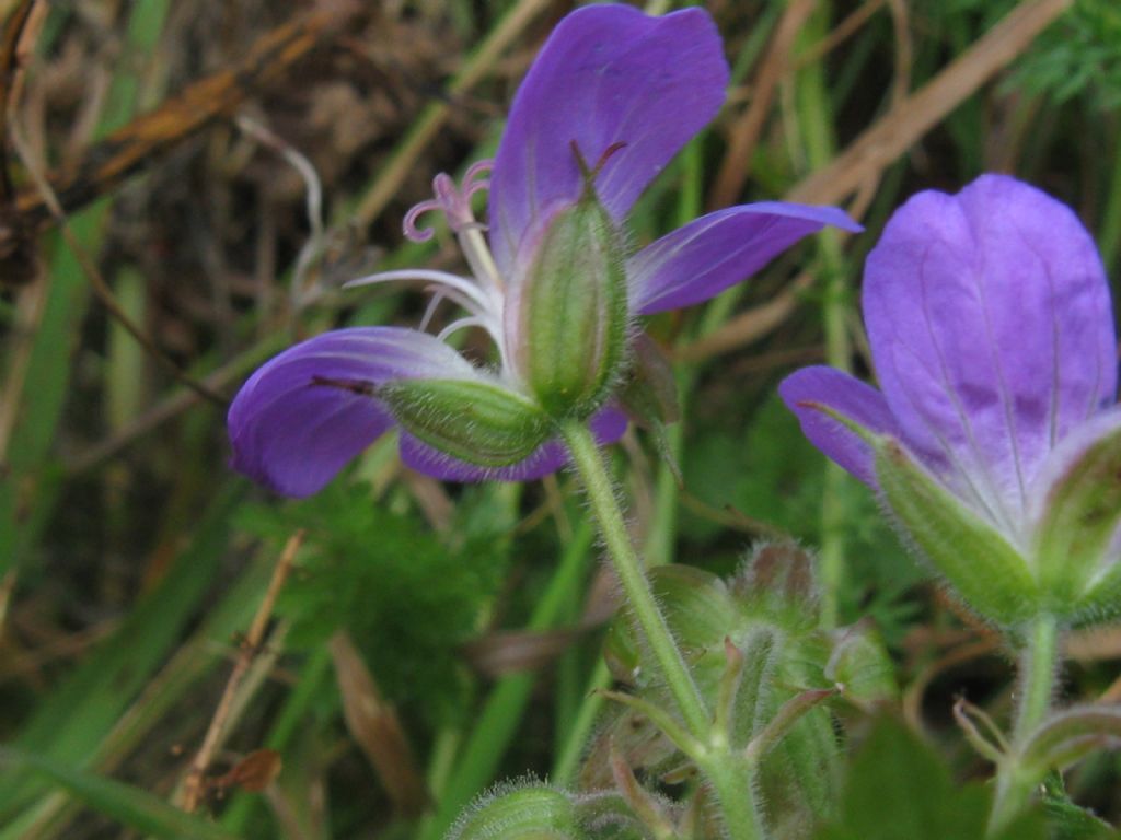 Geranium sylvaticum / Geranio silvano