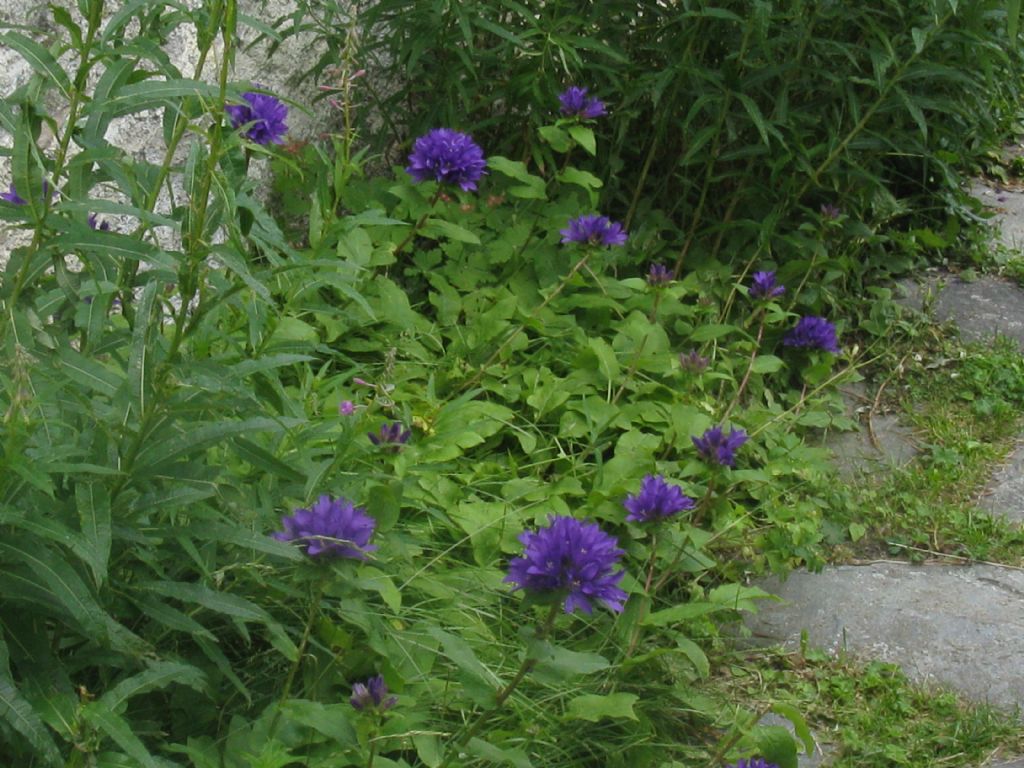 Campanula glomerata