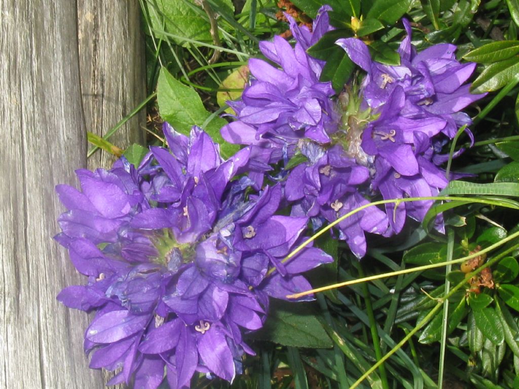 Campanula glomerata